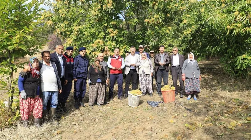Demirci’nin bereketli topraklarında kestane hasadı