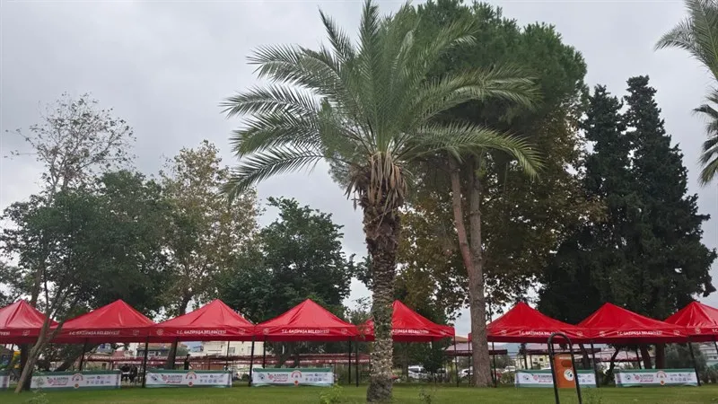İncir ağacı palmiye gövdesinde hayat buldu