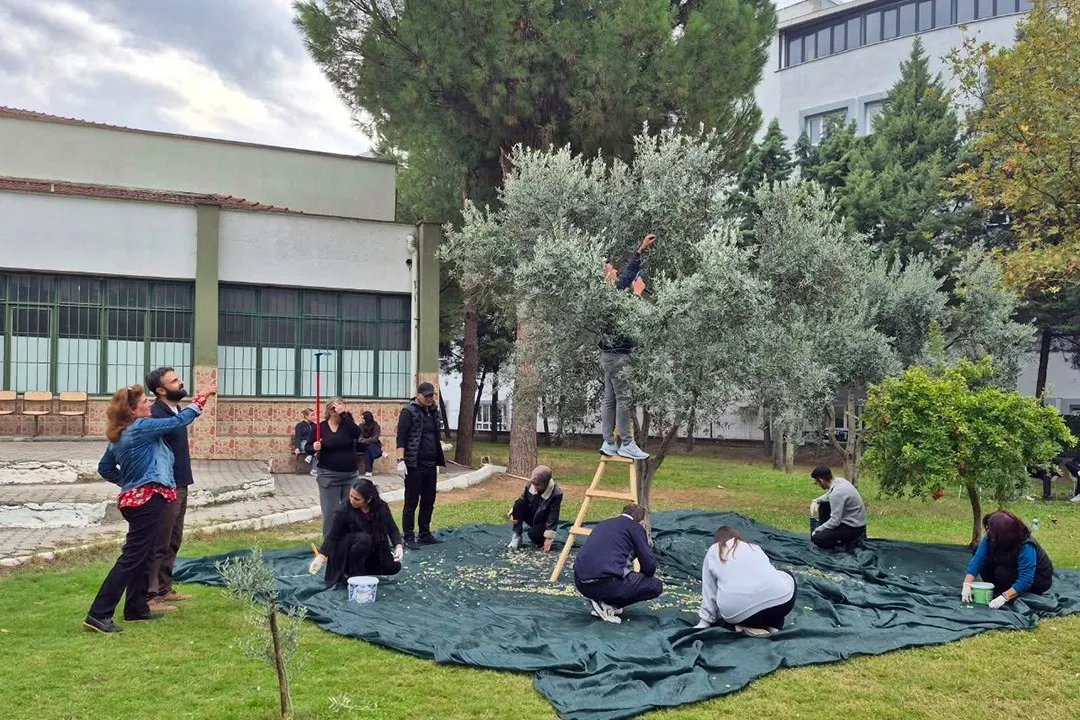 Akhisar MYO öğrencileri zeytin hasadından işlemeye üretim sürecini deneyimledi