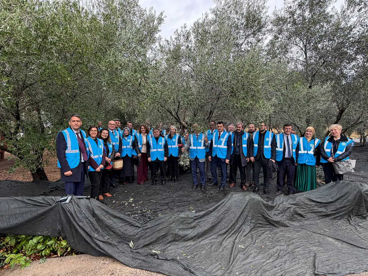 Balıkesir Üniversitesinde I. Akademik Zeytin Hasat Şenliği düzenlendi