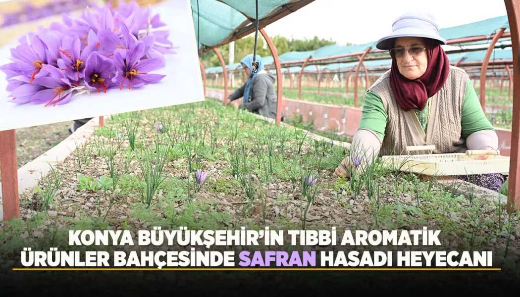 Başkan Altay: Safranın Konya’mızın toprak ve iklim şartlarında yetiştirilebilirliğini ortaya koymayı amaçlıyoruz